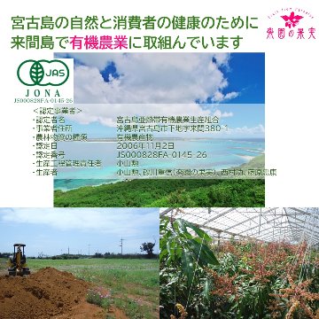 宮古島 有機キーツマンゴー１.５kg （2玉、送料込）楽園の果実の有機栽培高級マンゴーの画像