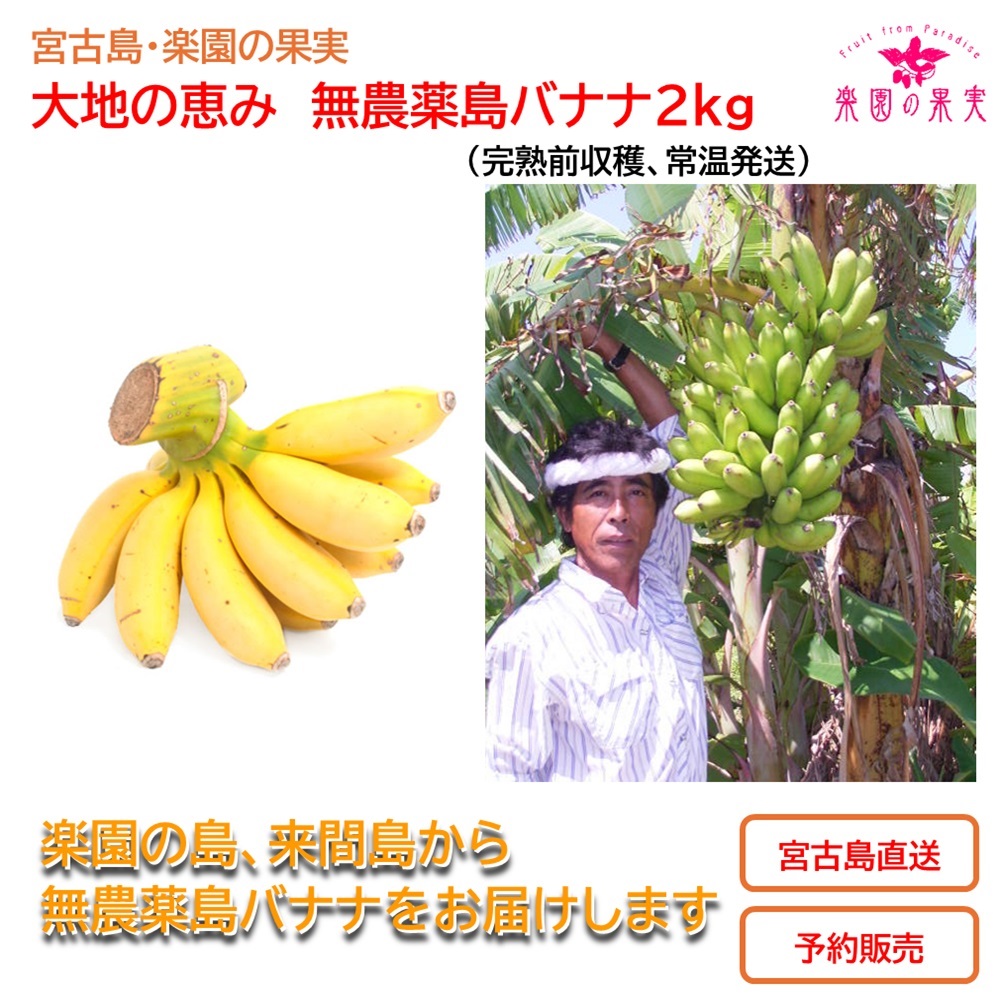 宮古島 無農薬島バナナ２kg （予約販売、送料込）　部屋に吊るして熟す楽しみの画像