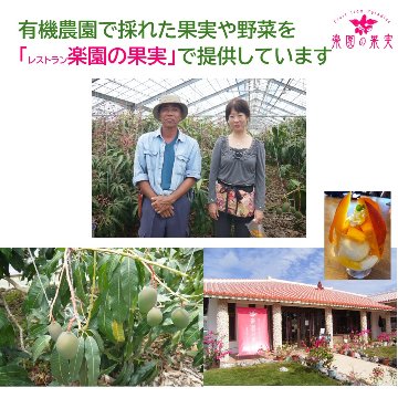 宮古島 有機完熟マンゴー「家食用」１kg （不ぞろい品、クール便送料込）楽園の果実の有機栽培マンゴー ご家庭・スイーツ用の画像