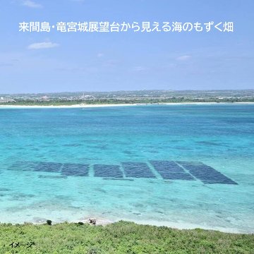 来間島もずく 「オレノモズク」 小200ｇ・クール便配送 太く長く色合いきれいな海の恵みの画像