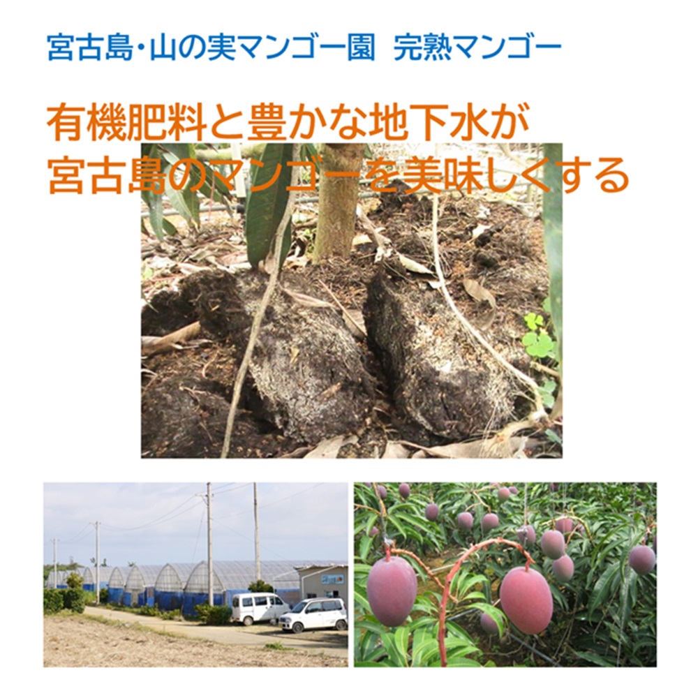 山の実マンゴー園 完熟マンゴー「贈答用」１kg （2～3玉、送料込）限定宮古島こだわりのマンゴーの画像