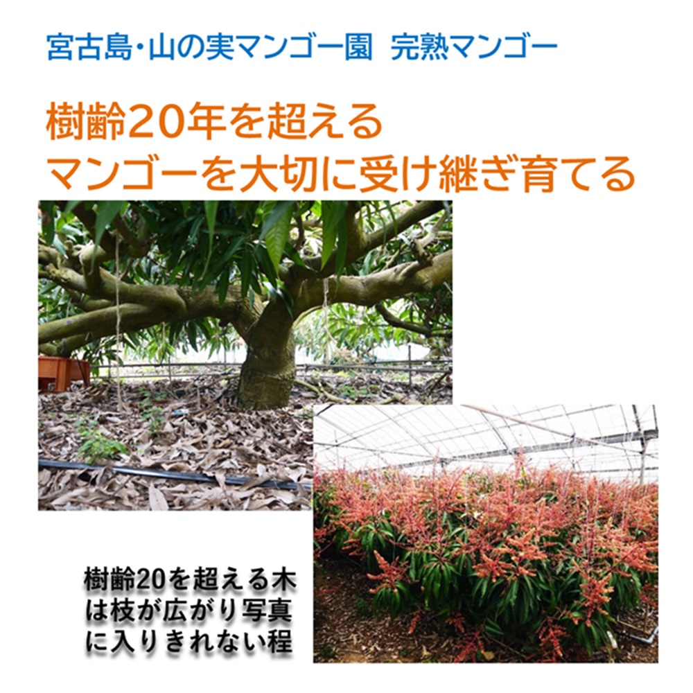 山の実マンゴー園 完熟マンゴー「贈答用」１kg （2～3玉、送料込）限定宮古島こだわりのマンゴーの画像