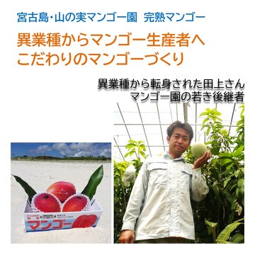 山の実マンゴー園 完熟マンゴー「贈答用」１kg （2～3玉、送料込）限定宮古島こだわりのマンゴーの画像