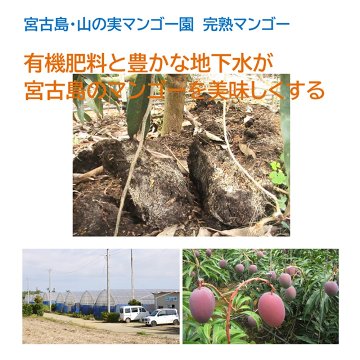 山の実マンゴー園 完熟マンゴー「贈答用」１kg （2～3玉、送料込）限定宮古島こだわりのマンゴーの画像