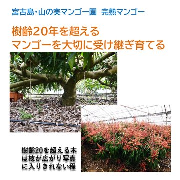 山の実マンゴー園 完熟マンゴー「贈答用」１kg （2～3玉、送料込）限定宮古島こだわりのマンゴーの画像