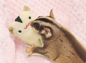 フクモモ　なかよしフレンズの画像
