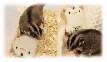フクモモ　なかよしフレンズの画像