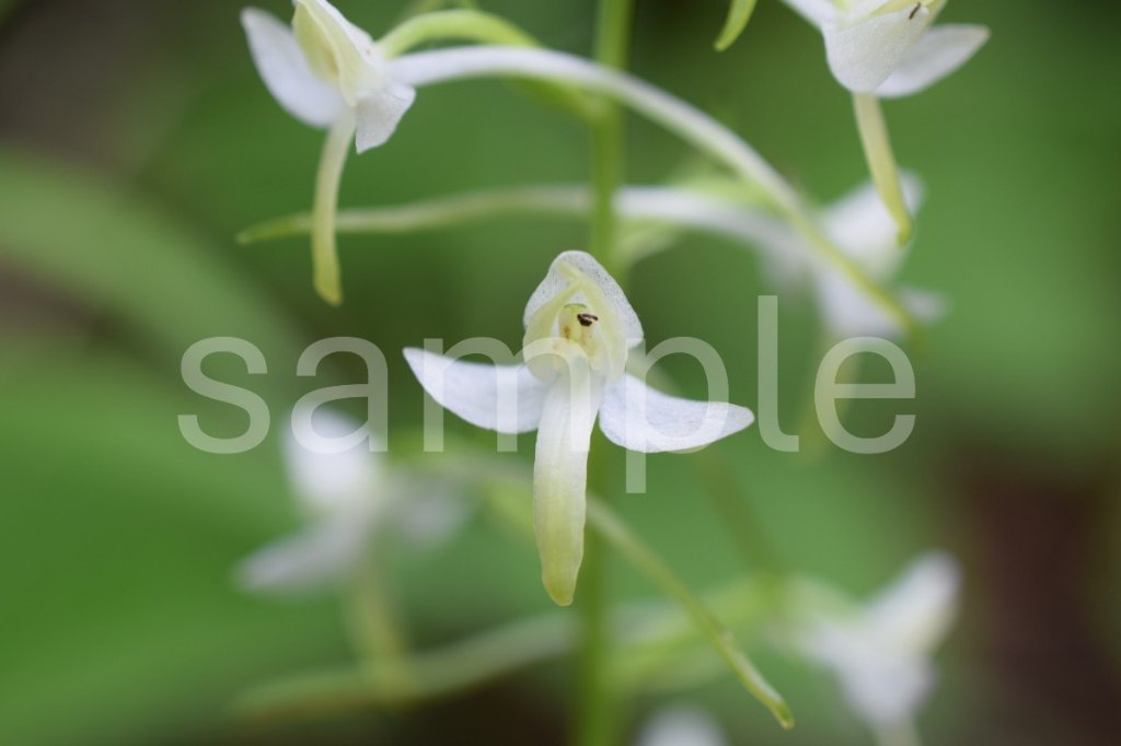 山野草　エゾチドリの画像