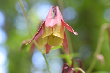 山野草　オオヤマオダマキの画像