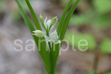 山野草　ササバギンランの画像