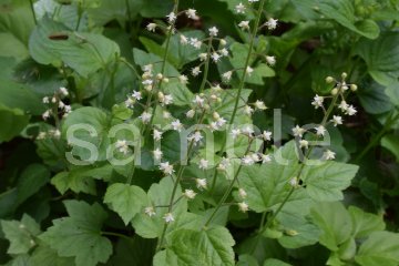 山野草　ズダヤクシュの画像