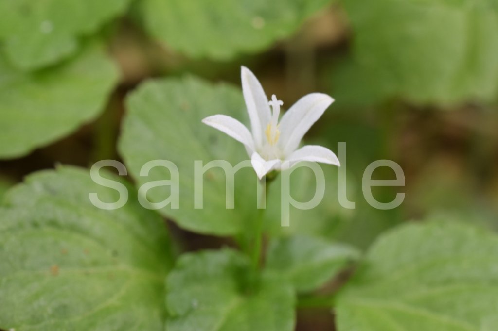 山野草　タニギキョウの画像