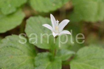 山野草　タニギキョウの画像