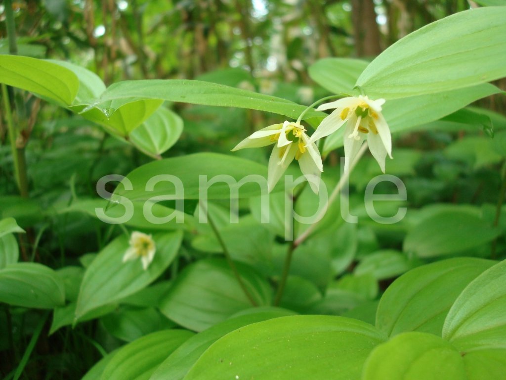 山野草　チゴユリの画像