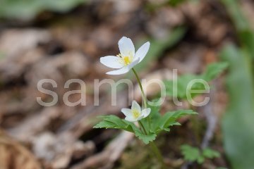 山野草　ニリンソウの画像