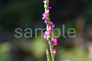 山野草　ネジバナの画像