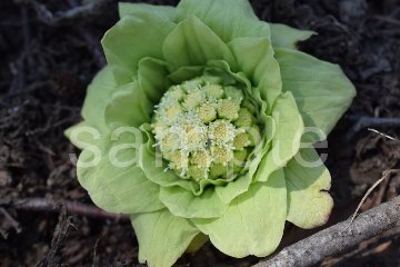 山野草　フキノトウの画像