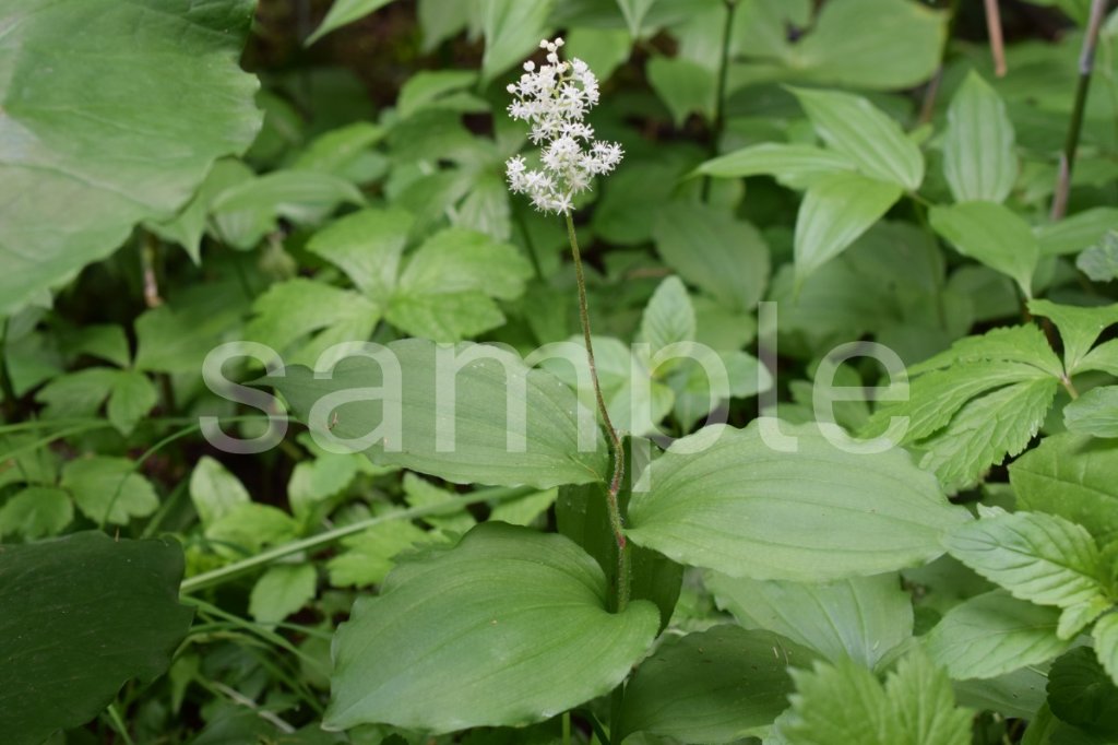 山野草　ユキザサの画像