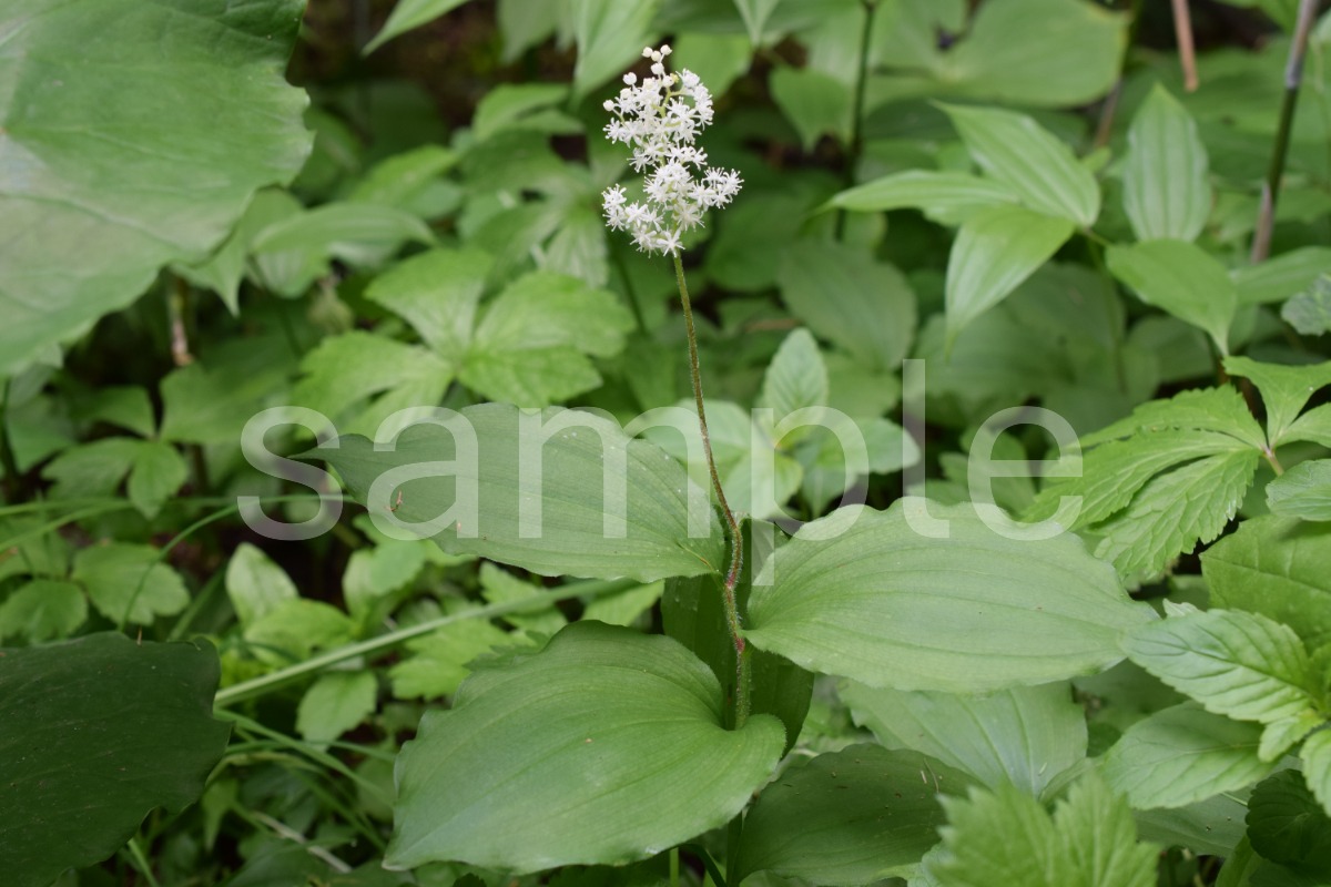 山野草　ユキザサの画像