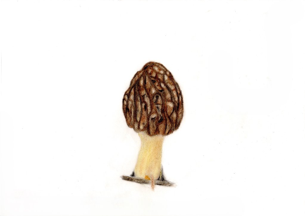 色鉛筆画　アミガサタケの画像