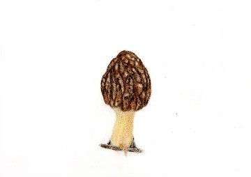 色鉛筆画　アミガサタケの画像
