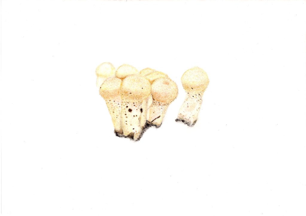 キノコ　ホコリタケの画像