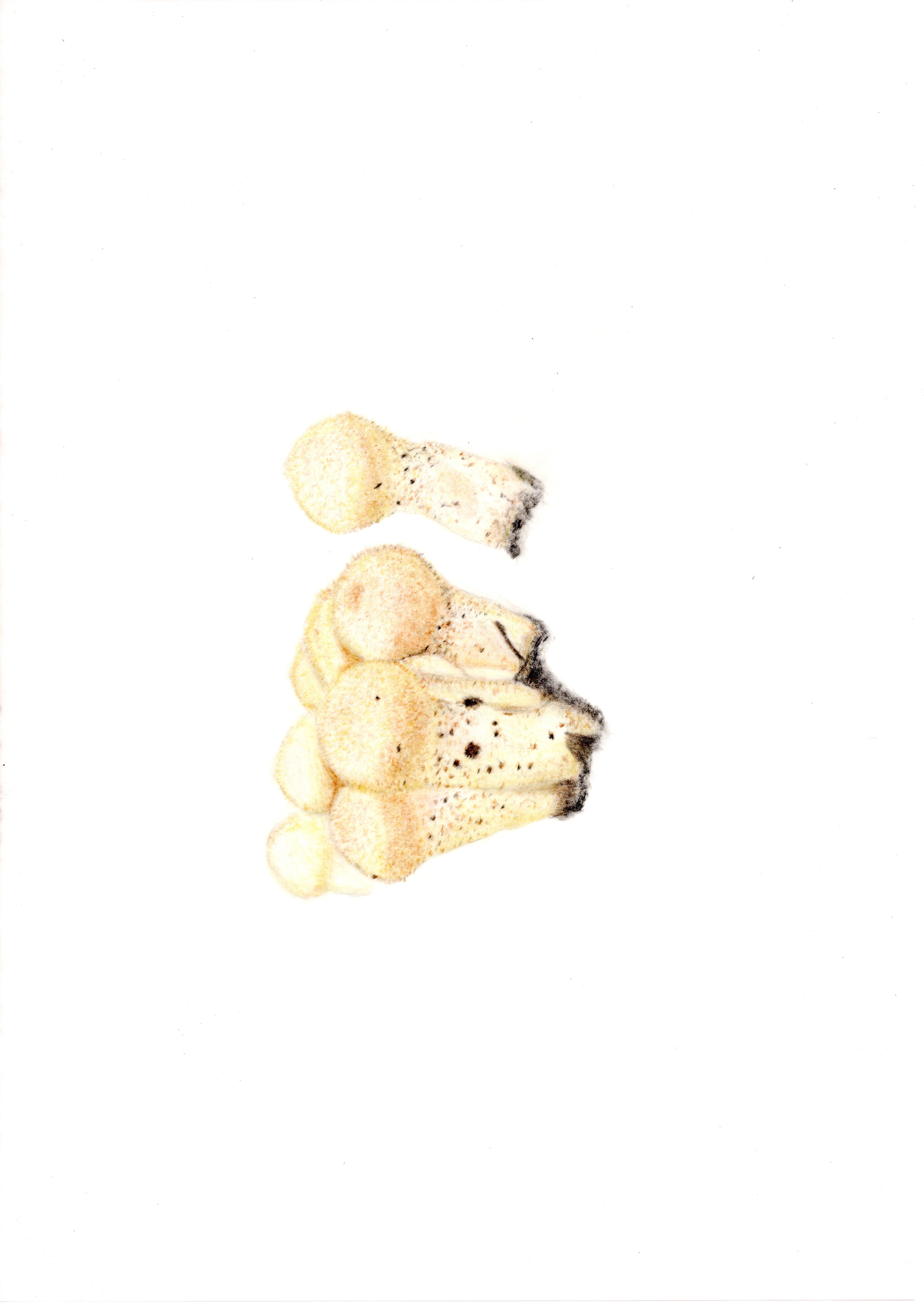 キノコ　ホコリタケの画像