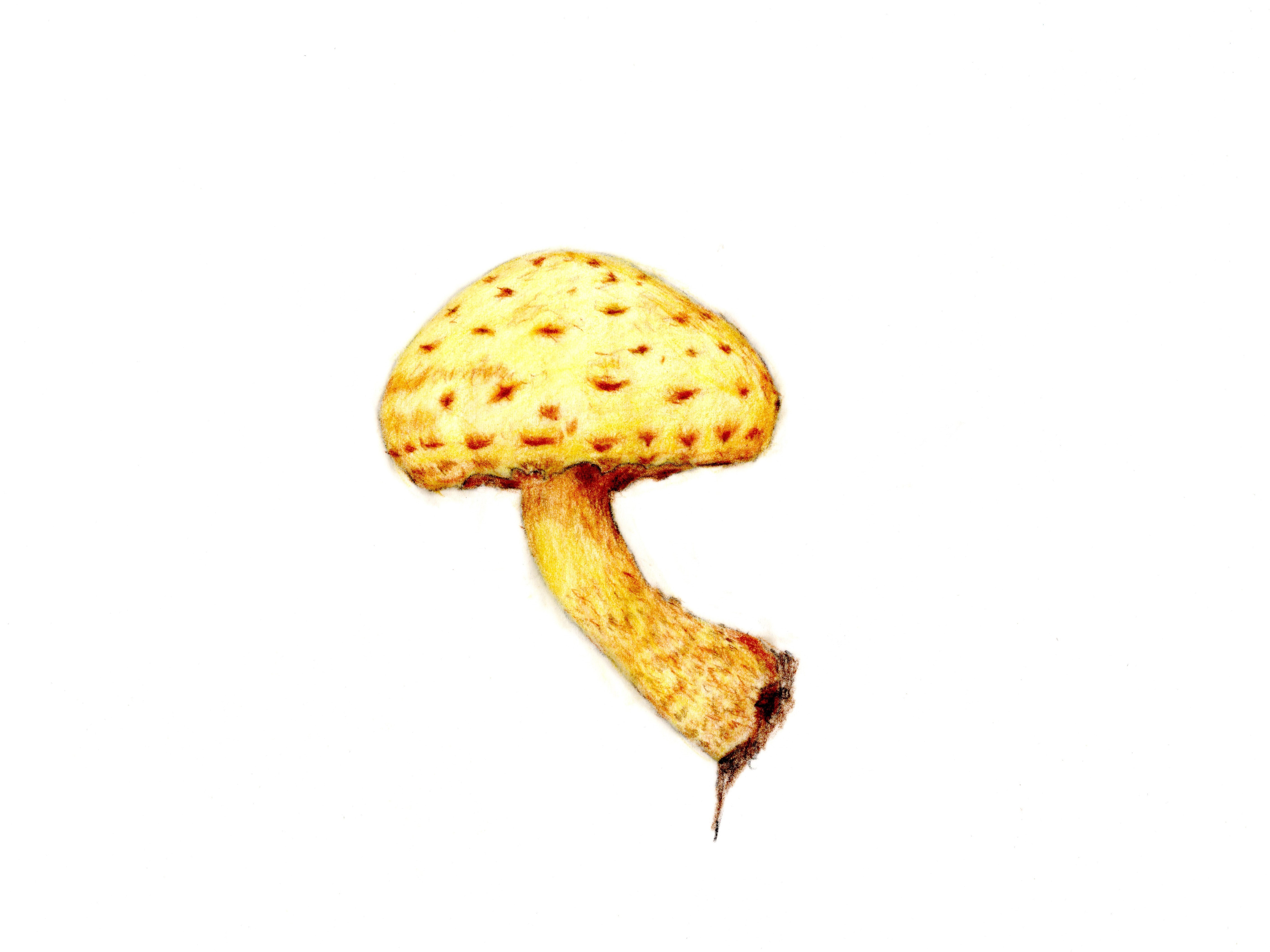 色鉛筆画　ヌメリスギタケモドキの画像