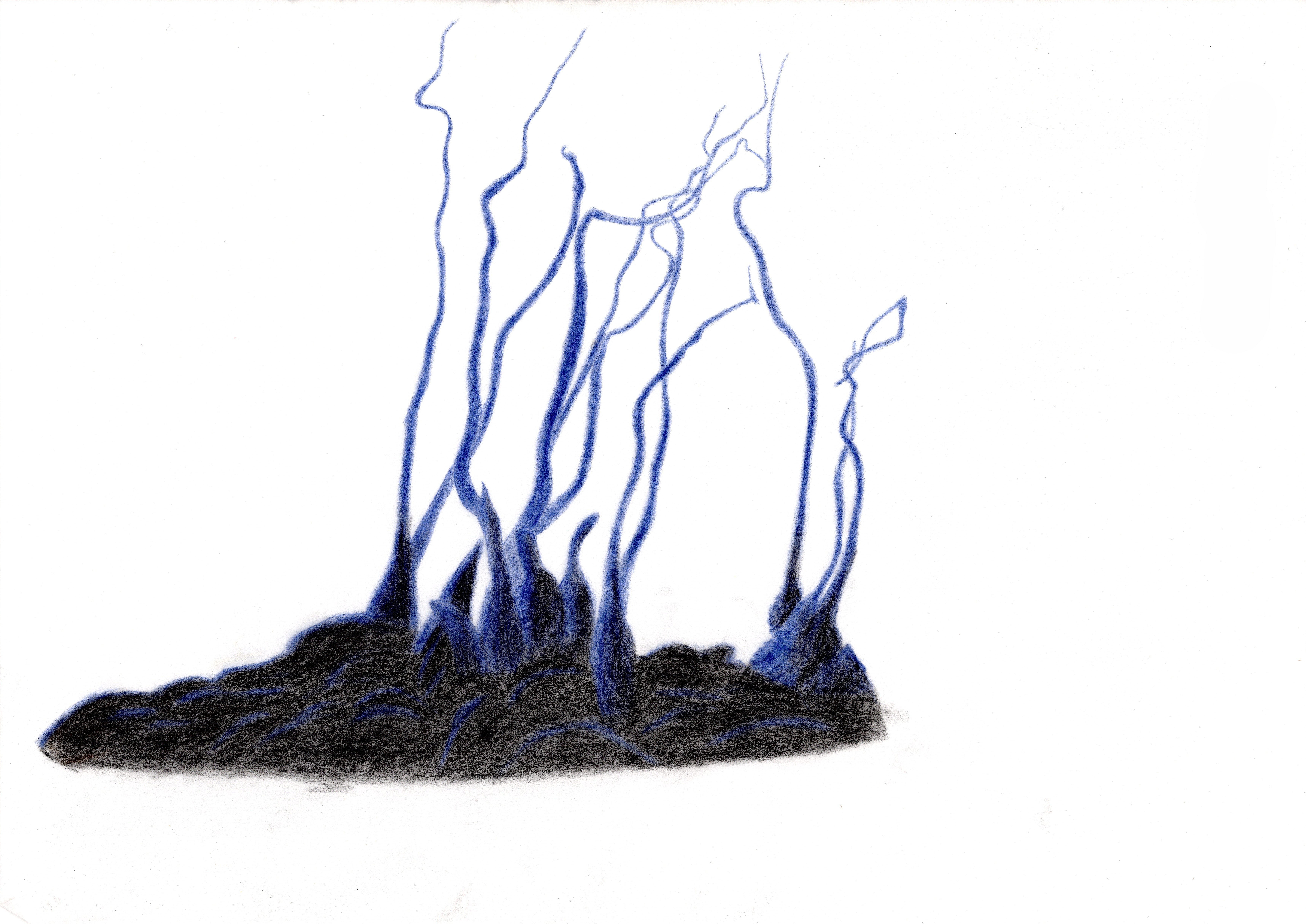 色鉛筆画　ホソツクシタケの画像