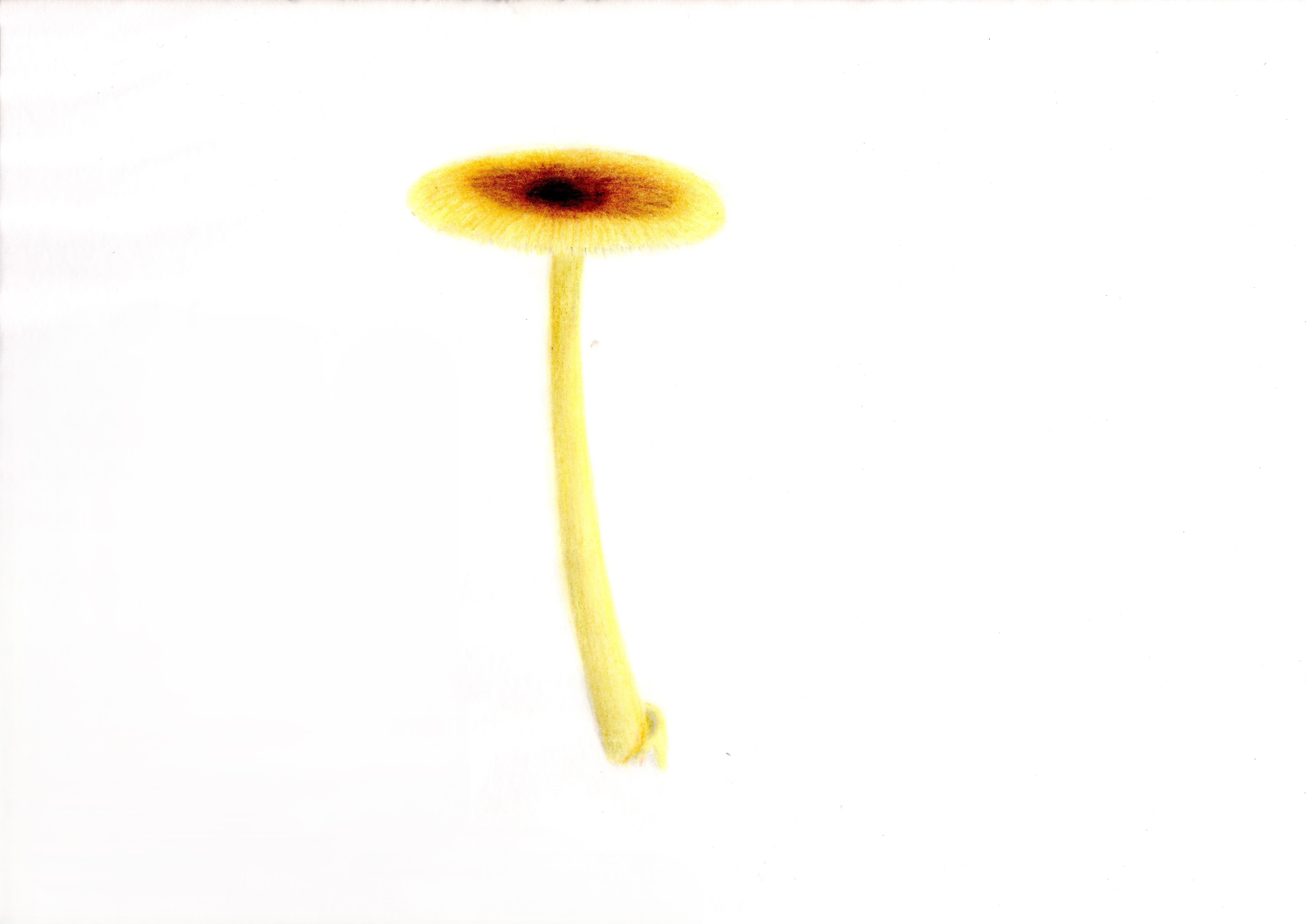 色鉛筆画　カバイロツルタケの画像