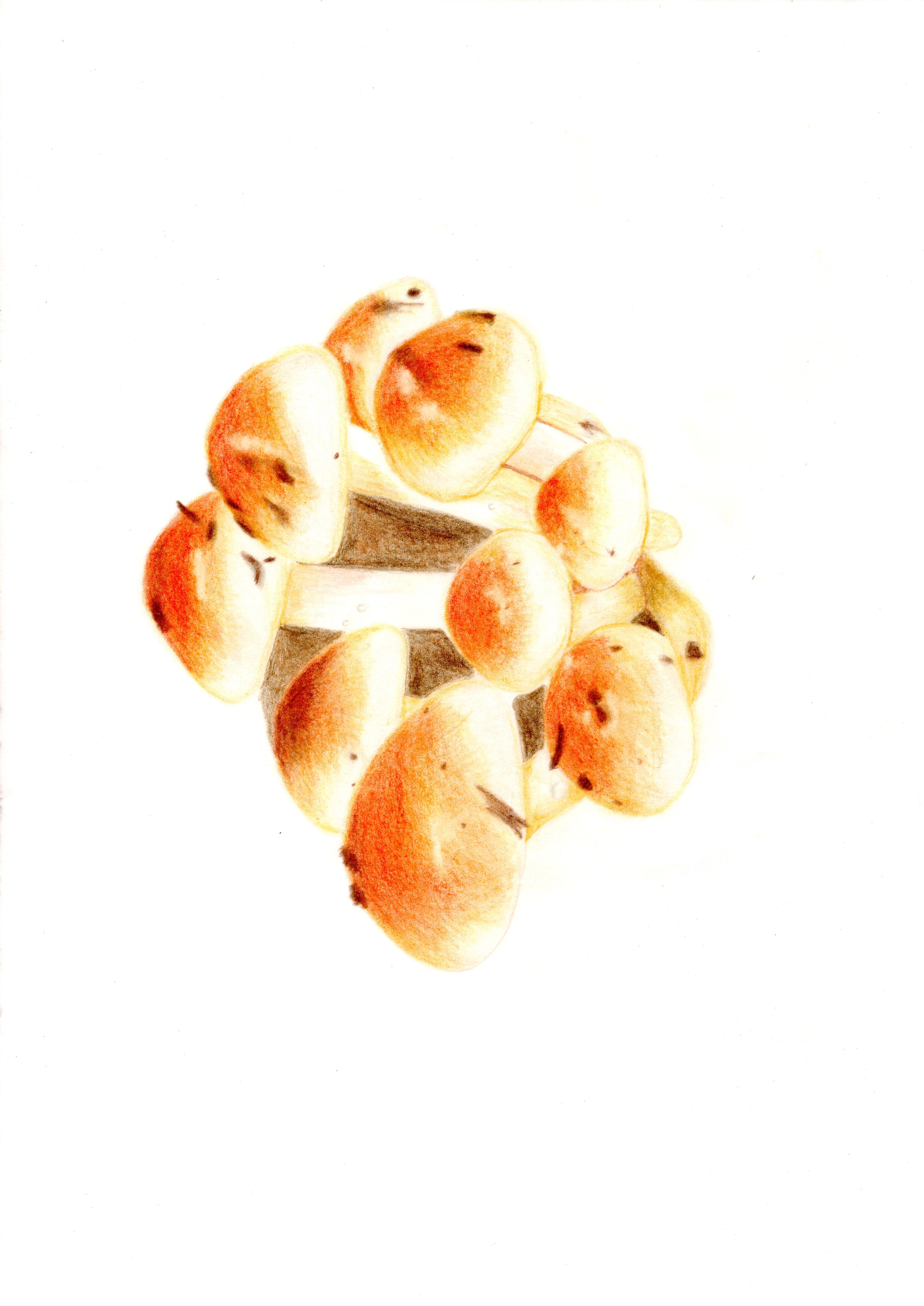 色鉛筆画　チャナメツムタケの画像