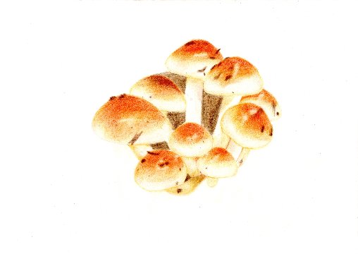 色鉛筆画　チャナメツムタケの画像