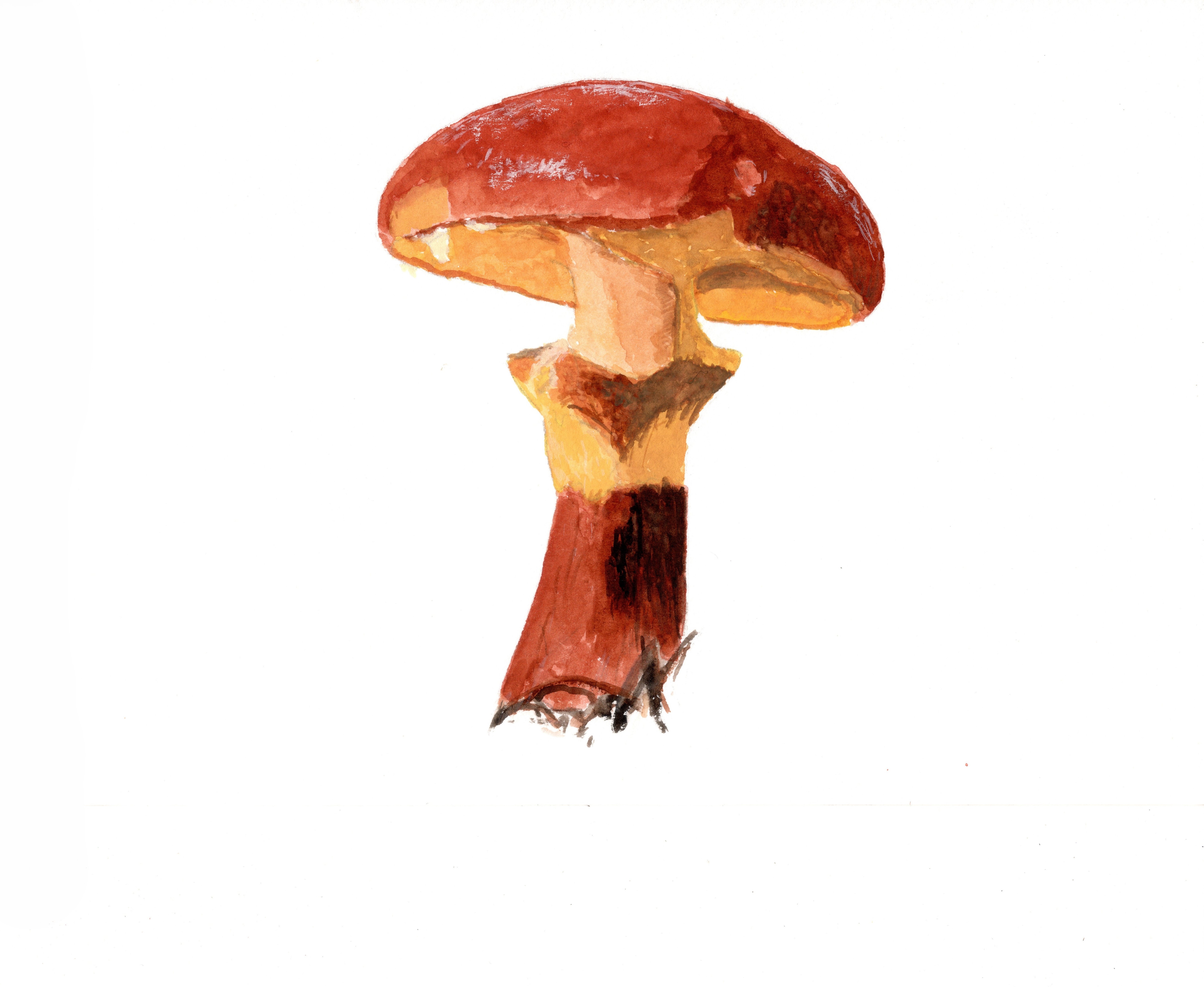 色鉛筆画　ハナイグチの画像