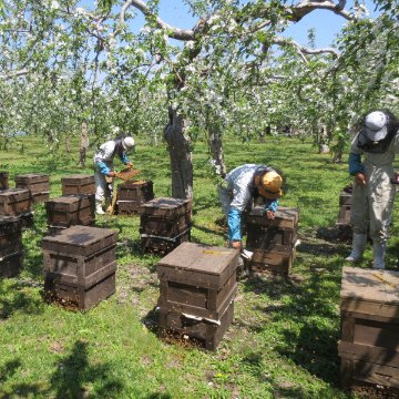 藤井養蜂場　国産りんご　はちみつ画像
