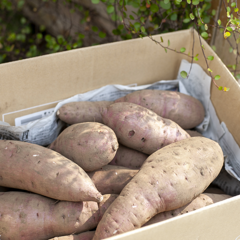 自然栽培のさつまいも 5kgの画像