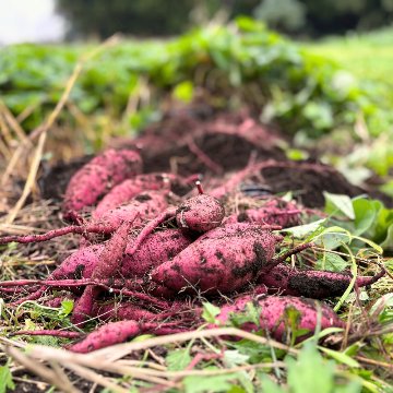 自然栽培のさつまいも 5kgの画像