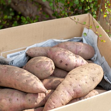 自然栽培のさつまいも 5kgの画像