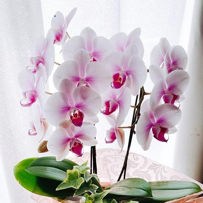 蘭系　8000～　金額指定可能の画像