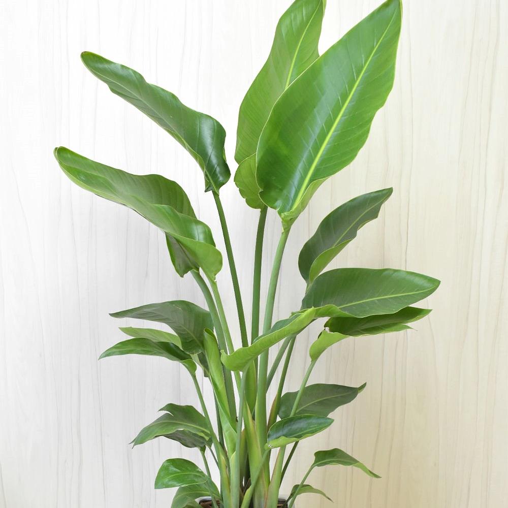 観葉植物　8000～　金額指定可能の画像