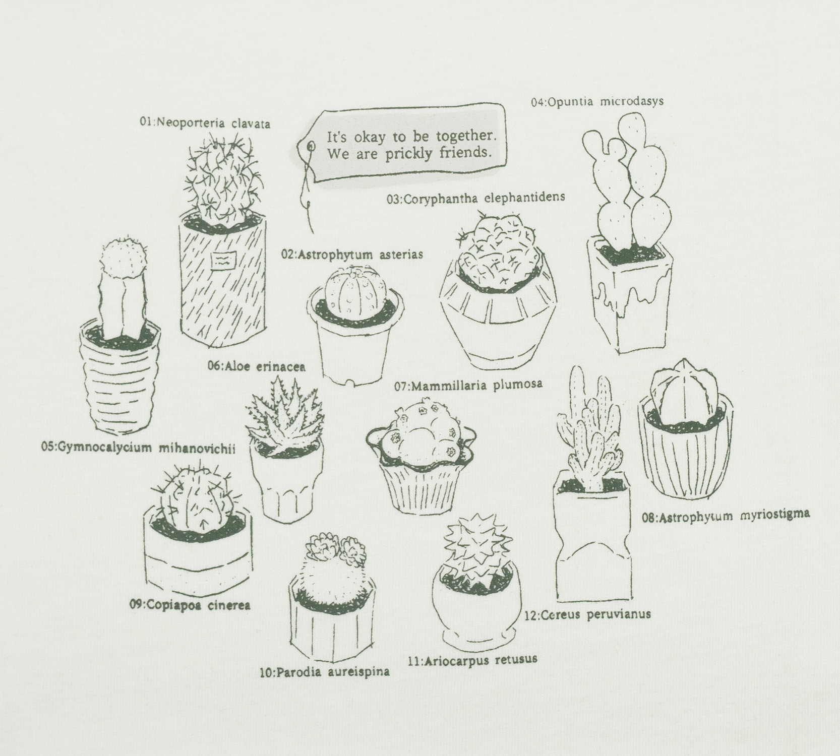 cactus画像
