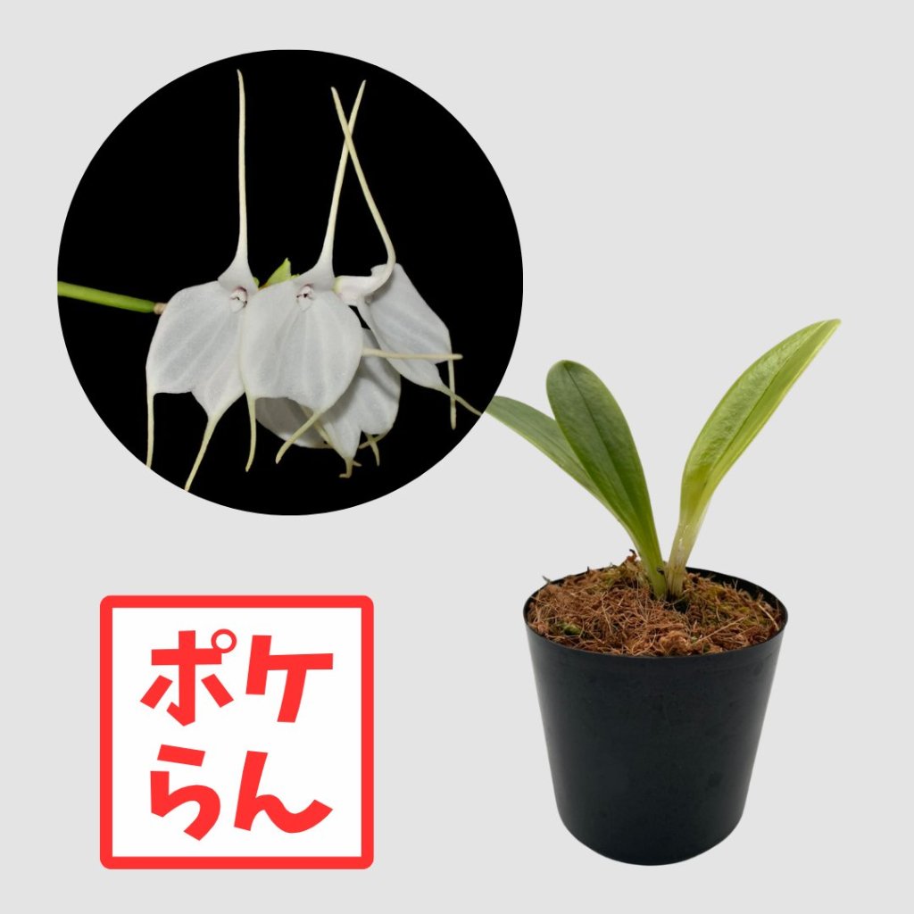 ポケらん Masd tovarensisの画像