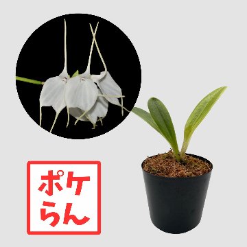 ポケらん Masd tovarensisの画像