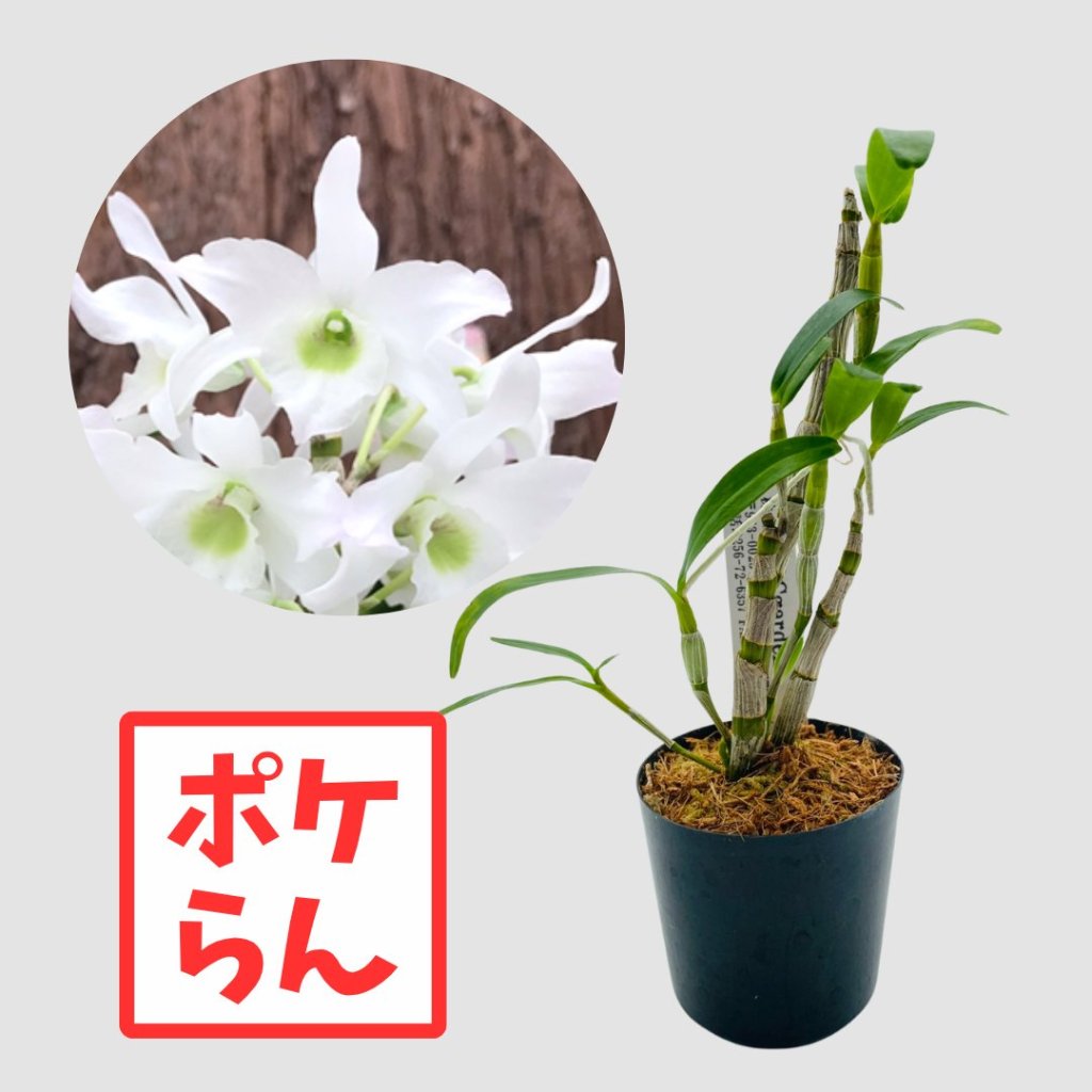 ポケらん Den Green Aiの画像