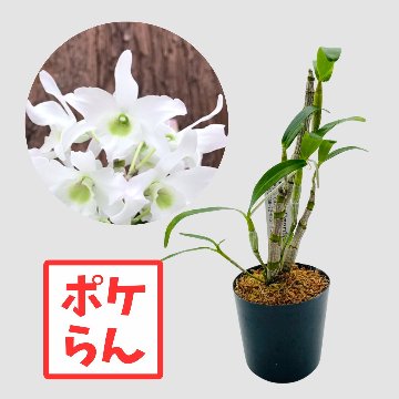 ポケらん Den Green Aiの画像