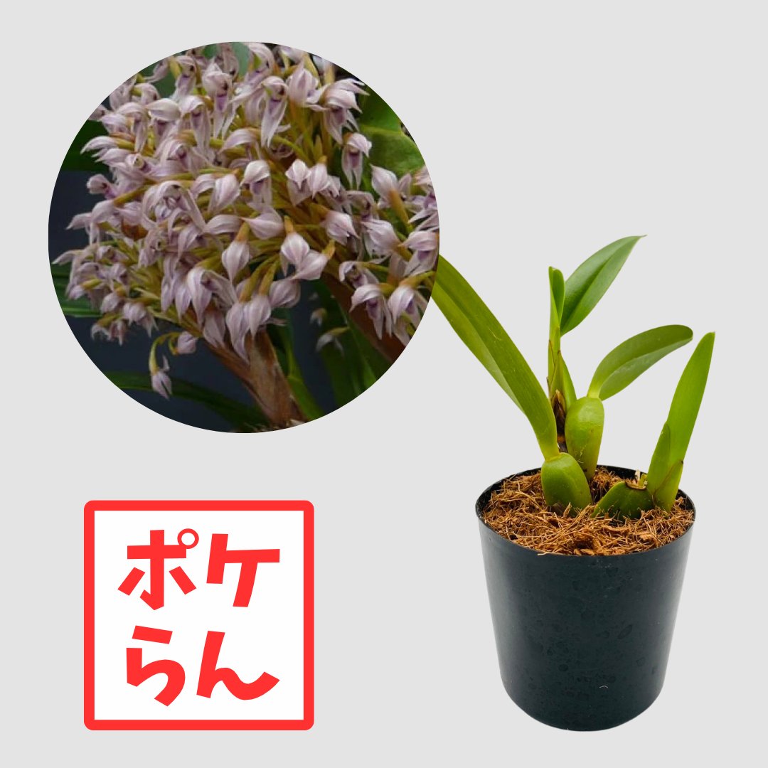 ポケらん Max densaの画像