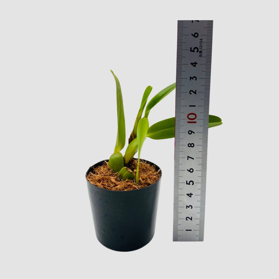 ポケらん Max densaの画像