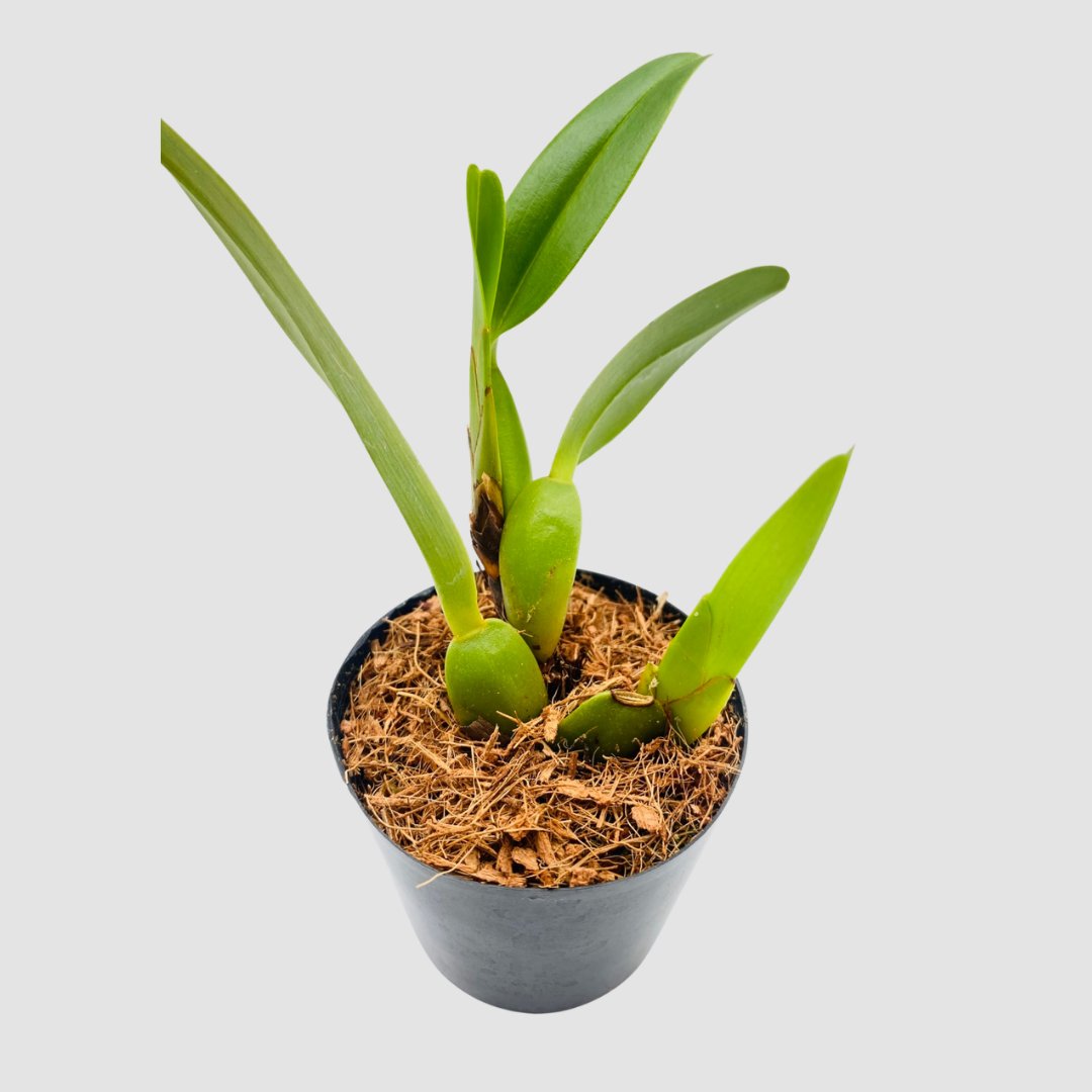 ポケらん Max densaの画像