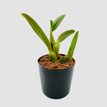 ポケらん Max densaの画像