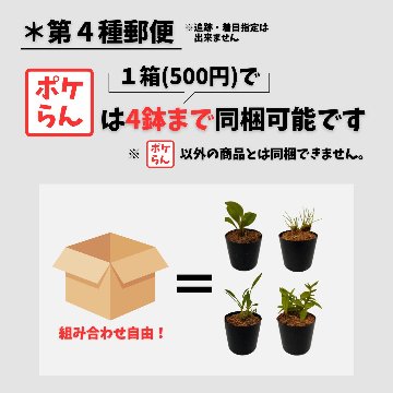 ポケらん Max densaの画像