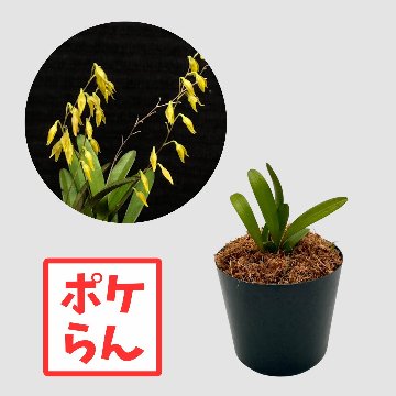 ポケらん Pleu globyiの画像